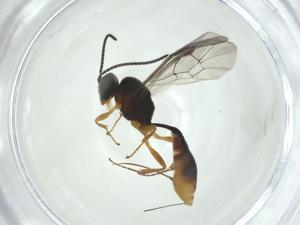  ( - CBG-A34408-H09)  @11 [ ] CreativeCommons - Attribution Share - Alike (2024) Centre for Biodiversity Genomics Centre for Biodiversity Genomics