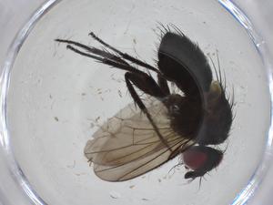 ( - CBG-A34421-D09)  @11 [ ] CreativeCommons - Attribution Share - Alike (2024) Centre for Biodiversity Genomics Centre for Biodiversity Genomics