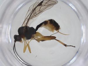  (Plectiscidea Malaise7654 - CBG-A34638-F10)  @11 [ ] CreativeCommons - Attribution Share - Alike (2024) Centre for Biodiversity Genomics Centre for Biodiversity Genomics