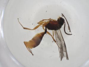  (tersiMalaise01 Malaise2865 - CBG-A34791-B02)  @11 [ ] CreativeCommons - Attribution Share - Alike (2024) Centre for Biodiversity Genomics Centre for Biodiversity Genomics