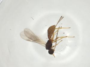  ( - CBG-A34796-G04)  @11 [ ] CreativeCommons - Attribution Share - Alike (2024) Centre for Biodiversity Genomics Centre for Biodiversity Genomics