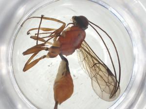  ( - CBG-A34796-H09)  @11 [ ] CreativeCommons - Attribution Share - Alike (2024) Centre for Biodiversity Genomics Centre for Biodiversity Genomics