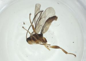  ( - CBG-A34797-A09)  @11 [ ] CreativeCommons - Attribution Share - Alike (2024) Centre for Biodiversity Genomics Centre for Biodiversity Genomics