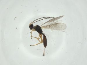  (Heterospilus Malaise4114 - CBG-A34797-B11)  @11 [ ] CreativeCommons - Attribution Share - Alike (2024) Centre for Biodiversity Genomics Centre for Biodiversity Genomics