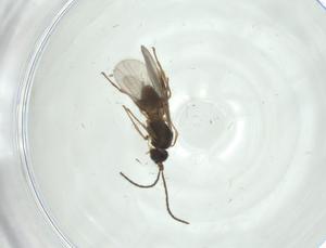  ( - CBG-A34797-H10)  @11 [ ] CreativeCommons - Attribution Share - Alike (2024) Centre for Biodiversity Genomics Centre for Biodiversity Genomics