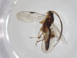  ( - CBG-A34798-F10)  @11 [ ] CreativeCommons - Attribution Share - Alike (2024) Centre for Biodiversity Genomics Centre for Biodiversity Genomics