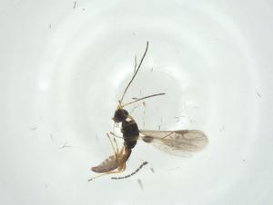  ( - CBG-A35046-C10)  @11 [ ] CreativeCommons - Attribution Share - Alike (2024) Centre for Biodiversity Genomics Centre for Biodiversity Genomics