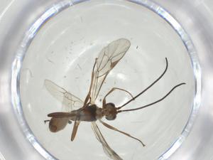  ( - CBG-A35066-F03)  @11 [ ] CreativeCommons - Attribution Share - Alike (2024) Centre for Biodiversity Genomics Centre for Biodiversity Genomics