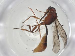  ( - CBG-A35070-D07)  @11 [ ] CreativeCommons - Attribution Share - Alike (2024) Centre for Biodiversity Genomics Centre for Biodiversity Genomics