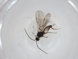  ( - CBG-A35085-E02)  @11 [ ] CreativeCommons - Attribution Share - Alike (2024) Centre for Biodiversity Genomics Centre for Biodiversity Genomics