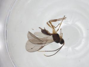  ( - CBG-A35085-H04)  @11 [ ] CreativeCommons - Attribution Share - Alike (2024) Centre for Biodiversity Genomics Centre for Biodiversity Genomics