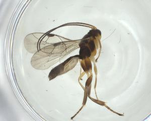  ( - CBG-A35106-H05)  @11 [ ] CreativeCommons - Attribution Share - Alike (2024) Centre for Biodiversity Genomics Centre for Biodiversity Genomics