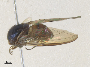  ( - CBG-A35183-F03)  @11 [ ] CreativeCommons - Attribution Share - Alike (2024) CBG Photography Group Centre for Biodiversity Genomics