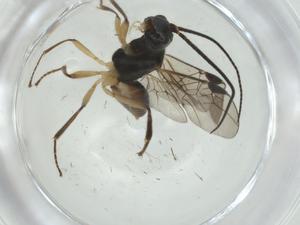  ( - CBG-A35630-D07)  @11 [ ] CreativeCommons - Attribution Share - Alike (2024) Centre for Biodiversity Genomics Centre for Biodiversity Genomics