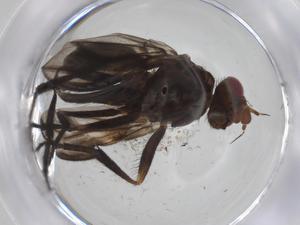  ( - CBG-A35647-G07)  @11 [ ] CreativeCommons - Attribution Share - Alike (2024) Centre for Biodiversity Genomics Centre for Biodiversity Genomics