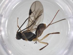  ( - CBG-A35724-D12)  @11 [ ] CreativeCommons - Attribution Share - Alike (2024) Centre for Biodiversity Genomics Centre for Biodiversity Genomics