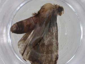  ( - CBG-A35880-F06)  @11 [ ] CreativeCommons - Attribution Share - Alike (2024) Centre for Biodiversity Genomics Centre for Biodiversity Genomics