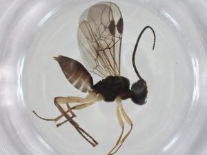  ( - CBG-A35883-C03)  @11 [ ] CreativeCommons - Attribution Share - Alike (2024) Centre for Biodiversity Genomics Centre for Biodiversity Genomics