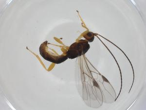  (Allorhogas Malaise6306 - CBG-A35883-E05)  @11 [ ] CreativeCommons - Attribution Share - Alike (2024) Centre for Biodiversity Genomics Centre for Biodiversity Genomics