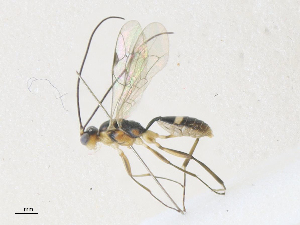  ( - CBG-A36743-F08)  @11 [ ] CreativeCommons - Attribution Share - Alike (2024) CBG Photography Group Centre for Biodiversity Genomics