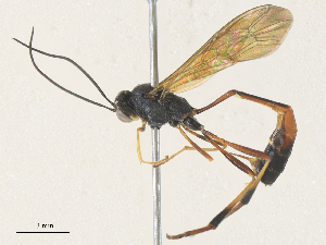  (Aphanistes elbae - CBG-A36755-G05)  @11 [ ] CreativeCommons - Attribution Share - Alike (2024) CBG Photography Group Centre for Biodiversity Genomics
