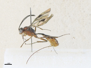  ( - CBG-A36756-C04)  @11 [ ] CreativeCommons - Attribution Share-Alike (2024) CBG Photography Group Centre for Biodiversity Genomics