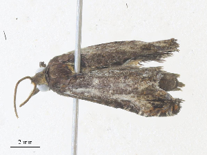  ( - CBG-A36757-C12)  @11 [ ] CreativeCommons - Attribution Share - Alike (2024) CBG Photography Group Centre for Biodiversity Genomics