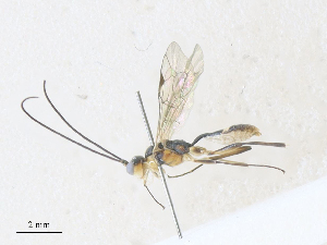  ( - CBG-A36758-E12)  @11 [ ] CreativeCommons - Attribution Share - Alike (2024) CBG Photography Group Centre for Biodiversity Genomics