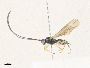  ( - CBG-A36850-C01)  @11 [ ] CreativeCommons - Attribution Share - Alike (2024) CBG Photography Group Centre for Biodiversity Genomics