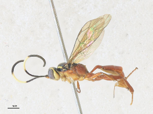  (ichneuMalaise01 Malaise4447 - CBG-A36850-F12)  @11 [ ] CreativeCommons - Attribution Share - Alike (2024) CBG Photography Group Centre for Biodiversity Genomics