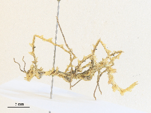  ( - CBG-A36851-E01)  @11 [ ] CreativeCommons - Attribution Share - Alike (2024) CBG Photography Group Centre for Biodiversity Genomics