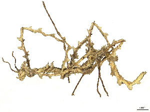  ( - CBG-A36851-E01)  @11 [ ] CreativeCommons - Attribution Share Alike (2024) CBG Photography Group Centre for Biodiversity Genomics