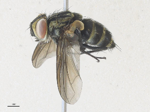  ( - CBG-A36851-E11)  @11 [ ] CreativeCommons - Attribution Share - Alike (2024) CBG Photography Group Centre for Biodiversity Genomics