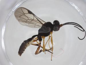  ( - CBG-A34671-E03)  @11 [ ] CreativeCommons - Attribution Share - Alike (2024) Centre for Biodiversity Genomics Centre for Biodiversity Genomics