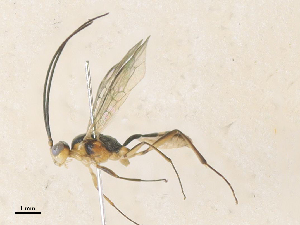  ( - CBG-A35177-H09)  @11 [ ] CreativeCommons - Attribution Share - Alike (2024) CBG Photography Group Centre for Biodiversity Genomics