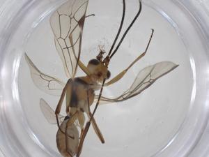  ( - CBG-A35507-E04)  @11 [ ] CreativeCommons - Attribution Share - Alike (2024) Centre for Biodiversity Genomics Centre for Biodiversity Genomics