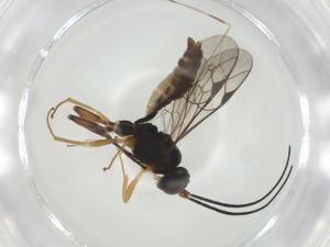  ( - CBG-A35537-B07)  @11 [ ] CreativeCommons - Attribution Share - Alike (2024) Centre for Biodiversity Genomics Centre for Biodiversity Genomics