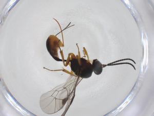  ( - CBG-A35659-G09)  @11 [ ] CreativeCommons - Attribution Share - Alike (2024) Centre for Biodiversity Genomics Centre for Biodiversity Genomics