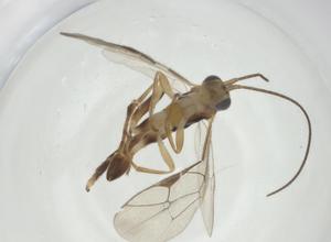  ( - CBG-A35660-A09)  @11 [ ] CreativeCommons - Attribution Share - Alike (2024) Centre for Biodiversity Genomics Centre for Biodiversity Genomics