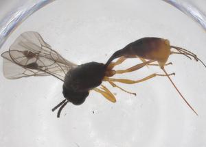  ( - CBG-A37494-E04)  @11 [ ] CreativeCommons - Attribution Share - Alike (2024) Centre for Biodiversity Genomics Centre for Biodiversity Genomics