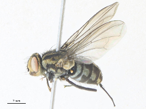  ( - CBG-A34359-B12)  @11 [ ] CreativeCommons - Attribution Share - Alike (2024) CBG Photography Group Centre for Biodiversity Genomics