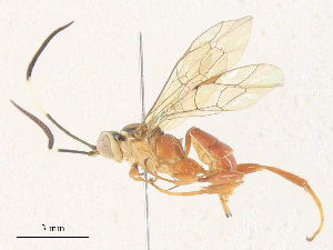  ( - CBG-A34359-D02)  @11 [ ] CreativeCommons - Attribution Share - Alike (2024) CBG Photography Group Centre for Biodiversity Genomics