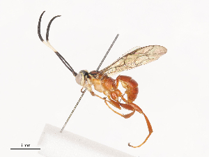  ( - CBG-A34360-F10)  @11 [ ] CreativeCommons - Attribution Share - Alike (2024) CBG Photography Group Centre for Biodiversity Genomics