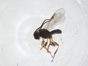  (Triaspis Malaise5184 - CBG-A35989-B04)  @11 [ ] CreativeCommons - Attribution Share - Alike (2024) Centre for Biodiversity Genomics Centre for Biodiversity Genomics