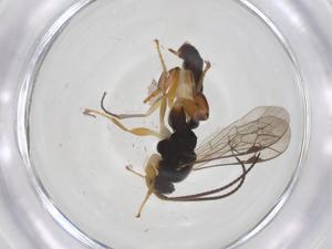  ( - CBG-A36028-E10)  @11 [ ] CreativeCommons - Attribution Share - Alike (2024) Centre for Biodiversity Genomics Centre for Biodiversity Genomics