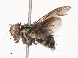 ( - CBG-A38480-G04)  @11 [ ] CreativeCommons - Attribution Share - Alike (2024) CBG Photography Group Centre for Biodiversity Genomics