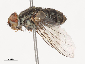  ( - CBG-A38484-B07)  @11 [ ] CreativeCommons - Attribution Share - Alike (2024) CBG Photography Group Centre for Biodiversity Genomics
