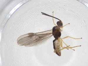  ( - CBG-A39496-F02)  @11 [ ] CreativeCommons - Attribution Share - Alike (2024) Centre for Biodiversity Genomics Centre for Biodiversity Genomics