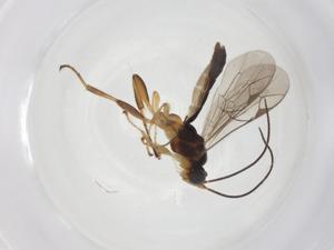  ( - CBG-A39779-A04)  @11 [ ] CreativeCommons - Attribution Share - Alike (2024) Centre for Biodiversity Genomics Centre for Biodiversity Genomics