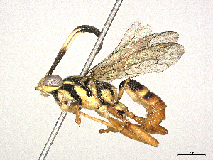  ( - CBG-A40187-D01)  @11 [ ] CreativeCommons - Attribution Share-Alike (2024) CBG Photography Group Centre for Biodiversity Genomics